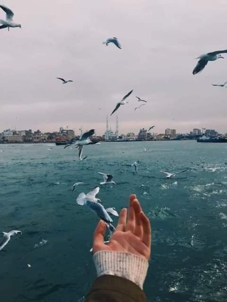 "بورفؤاد".. مدينة فرنسية على أرض مصرية