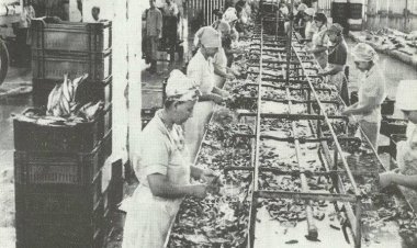 شركة النصر لتصنيع وتعبئة الأسماك