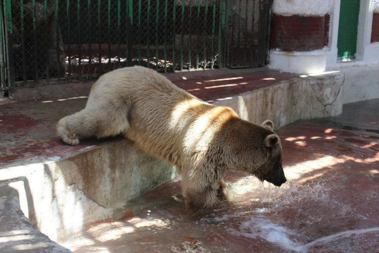 Guiza Zoo, Segundo Zoo de todo el mundo