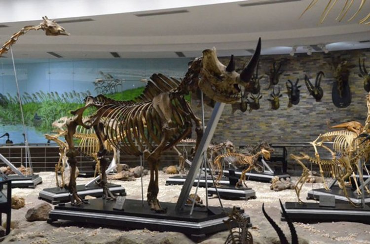 Mbuga ya Wanyama huko Giza ni Mbuga ya pili Duniani