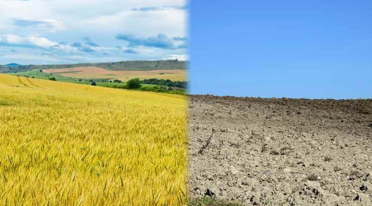 Athari za mabadiliko ya hali ya hewa juu ya Usalama wa chakula