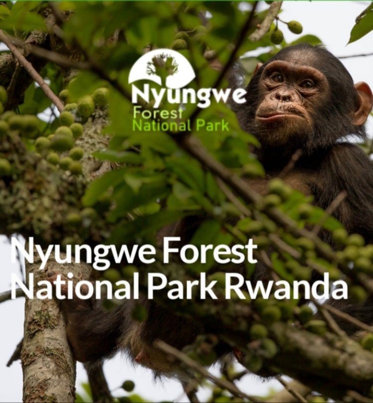 Bustani ya Kitaifa ya Msitu wa Nyungwe nchini Rwanda na Shughuli Muhimu Unazoweza Kufanya