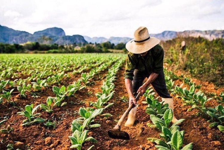 NaneNane (Siku ya Wakulima) Nchini Tanzania